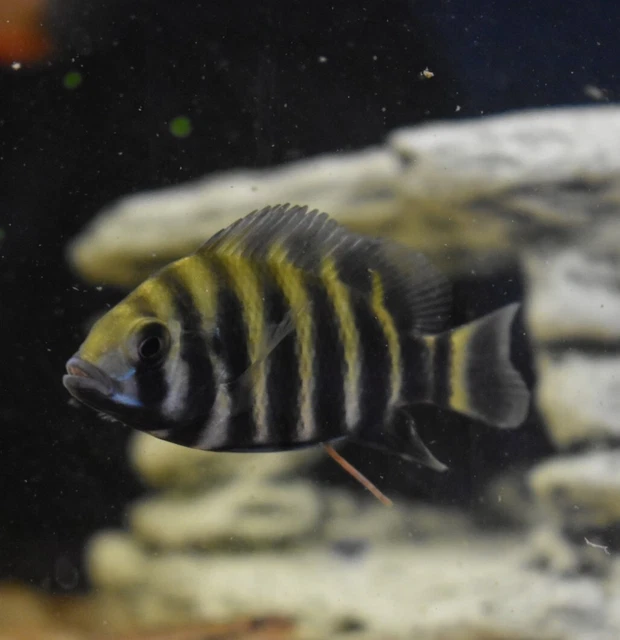 Live Buttikoferi Zebra Tilapia Cichlid (3" Aquarium Fish) PLS READ DESCR 6