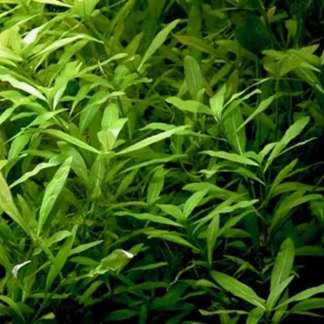 Lot de 3X hygrophila polysperma plante aquarium