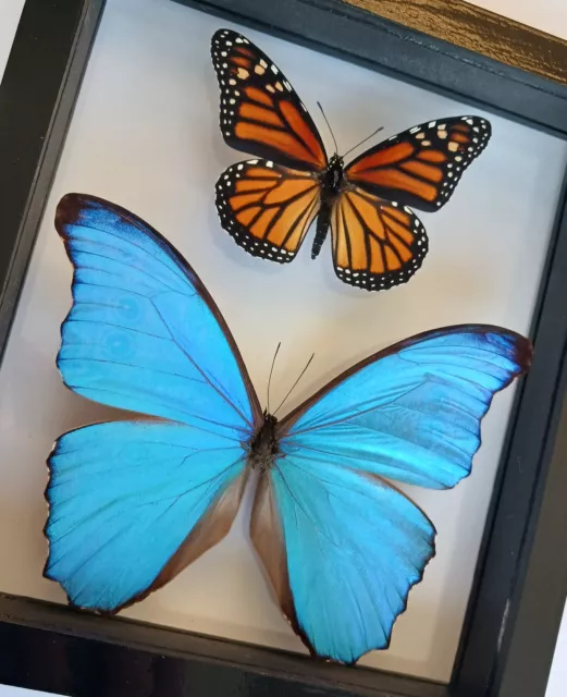 2 Real Butterflies Framed Danaus Plexippus & Morpho Didius Mounted Double Glass