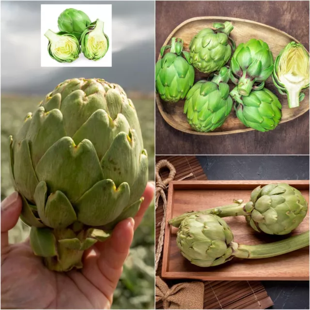 ARTICHOKE 'Green Globe' 10 Heirloom seeds AUTUMN WINTER vegetable garden UNUSUAL