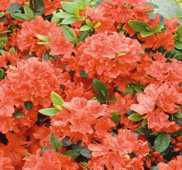 Orange Azalea Japanese Tall Evergreen Shrub Hardy Garden Plant In Pot