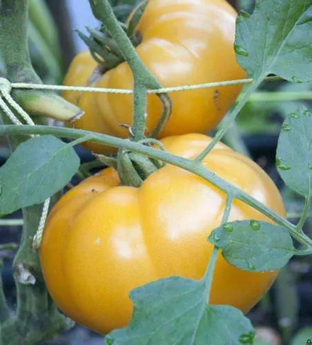 BRANDYWINE YELLOW TOMATO - YELLOW, 50 seeds + FREE