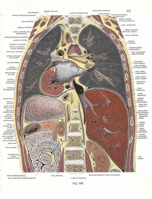 ANTIQUE PRINT CHEST ANATOMY Medicine Sobotta 1931 Antique Print £22.27 ...