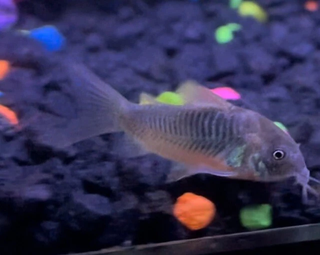 Bronze Corydoras Cory Catfish (Pack of 5 Freshwater Aquarium Fish)