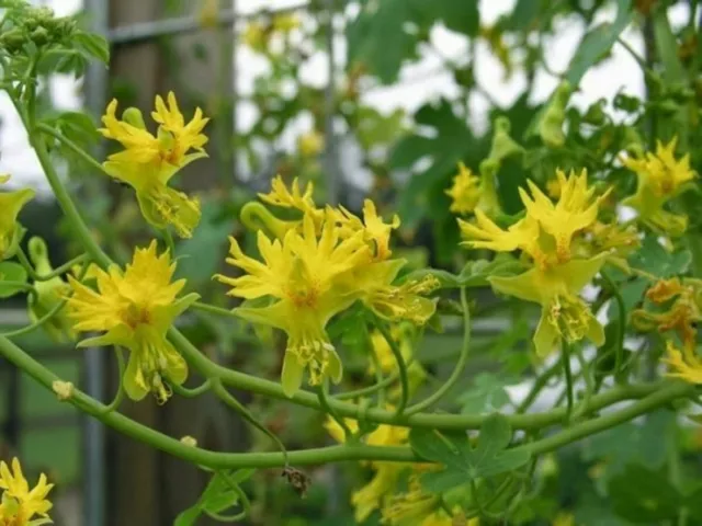 Tropaeolum canariense x 15 seeds  (Canary Creeper) Fairy Flower Seeds