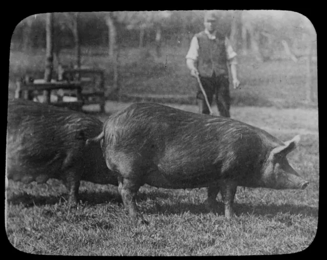 ANTIKE magische Laterne Rutsche TAMWORTH SCHWEINE C1910 SCHWEINEZUCHT