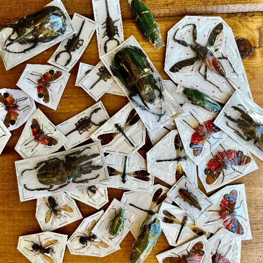 Assorted Bugs and Beetles! Lot of 5. Cool insect species from around the world! 2