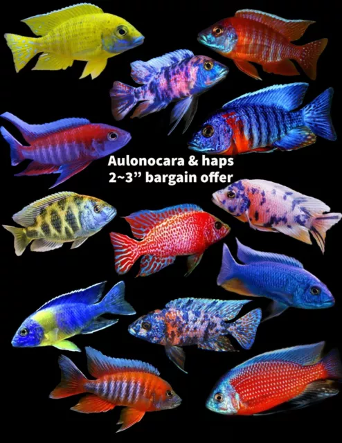 Six X Malawi Cichlids Assorted Haps & Peacocks 6-7 Cm Young Adults X 6 🔥 🔥