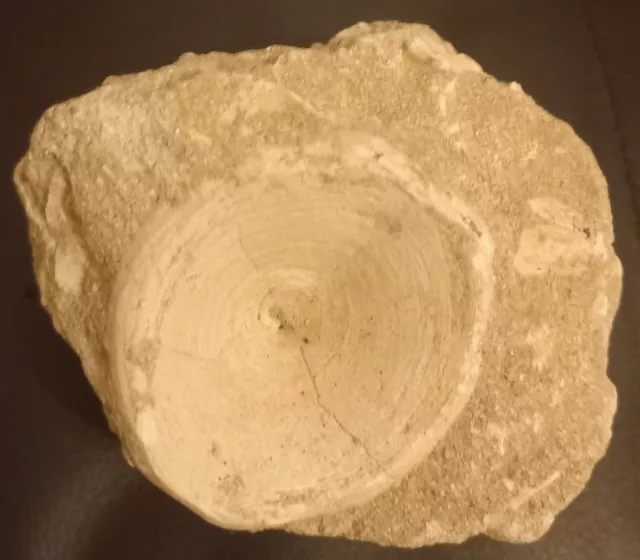 Vertebra Fossile Di Otodus Obliquus