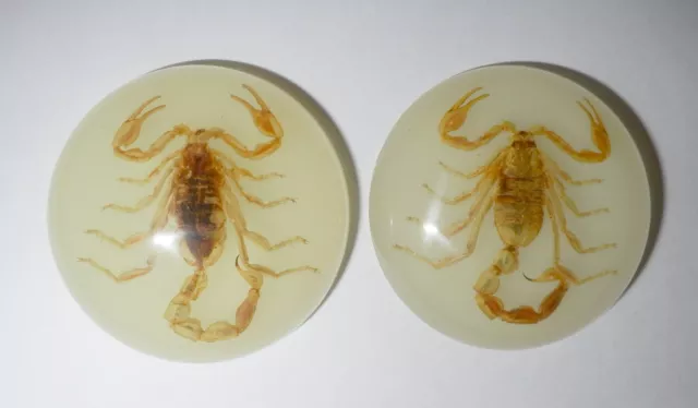 Insect Cabochon Chinese Golden Scorpion 35 mm Round Glow 2 pieces Lot