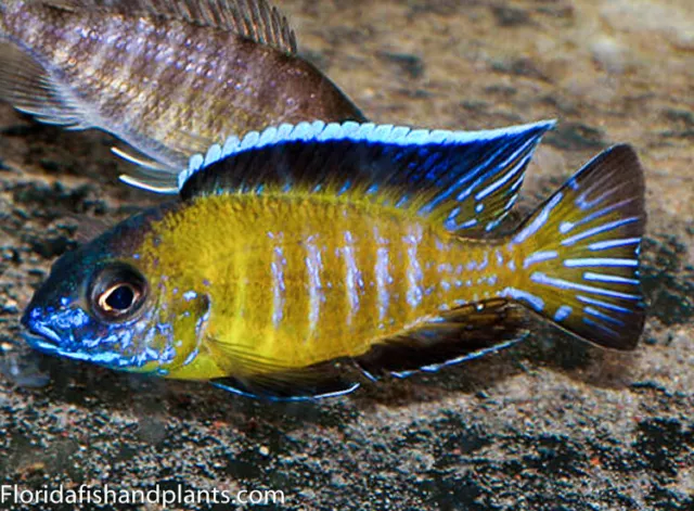Usisya Flavascent Peacock Aulonocara African Cichlid, Guaranteed