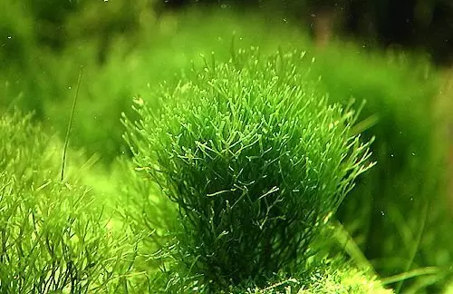 Riccia Fluitans Live Freshwater Floating Aquarium Plant Carpeted plant 2 oz cup