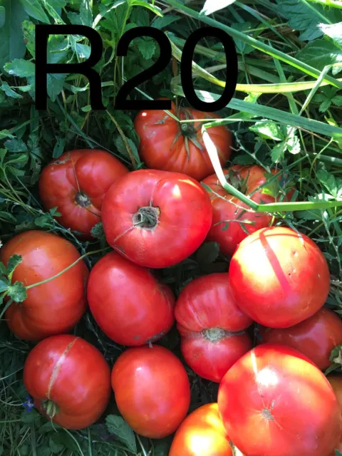 graine tomate taille moyenne variété "ROUGE DE CORSE" (FRAIS PORT UNIQUE)