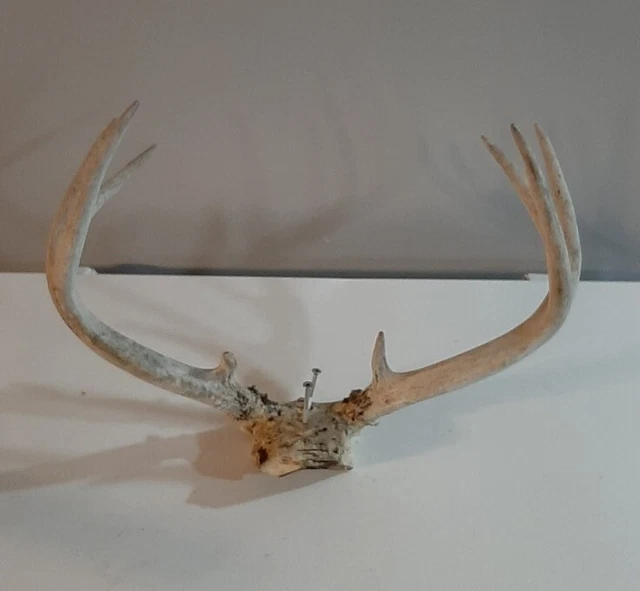 Antler 8 Point Whitetail Deer Rack Horn Skull Plate Decor Man Cave Vintage