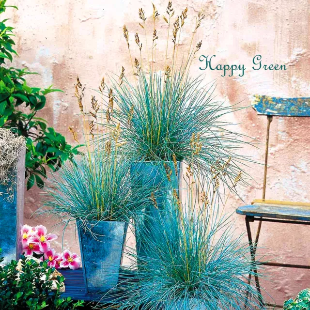 BLUE FESCUE - Festuca Glauca - 300 seeds  -  ORNAMENTAL GRASS - Perennial 3