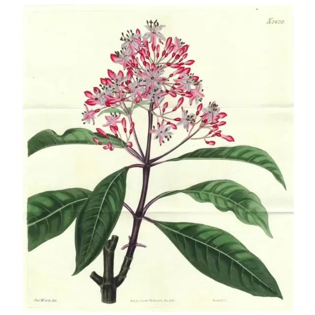 Rare 1825 Curtis Botanical Double Folio Engraving No. 2620, FUCHSIA ARBORESCENS 2