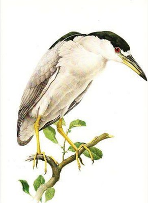 Vintage Lansdowne Rufous Colibrì Naturale Storia Uccello Stampa 