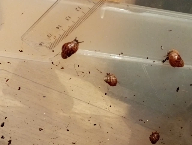 Achatschnecken Babys