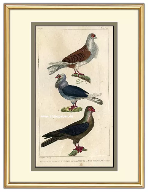 Tauben Pigeon Stahlstich Steel engraving aus Buffon altkoloriert 1831