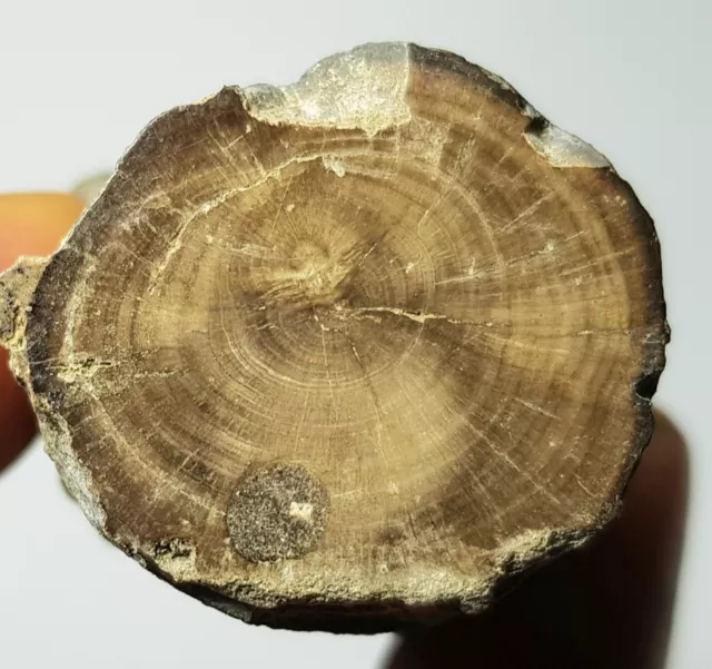 Petrified phosphorite wood from Ukraine