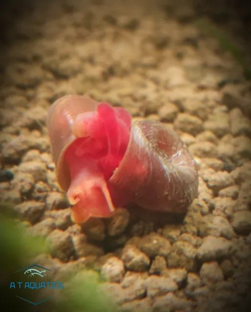 5x Red Ramshorn Snails - Aquarium, UK Bred, Algae Eater, Shrimp Safe