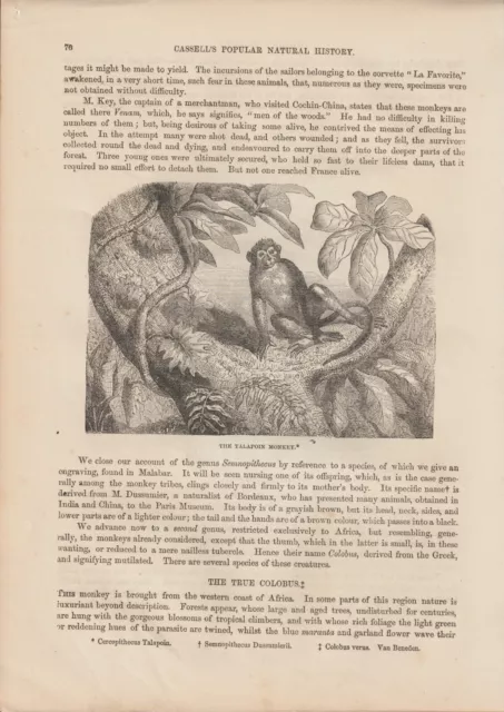Zwergmeerkatze (Miopithecus talapoin) HOLZLSTICH von 1866 TALAPOIN MONKEY