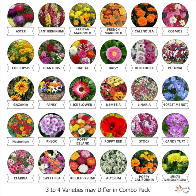 Fresh Flower Seeds Flowering Seeds for Home Gardening- 30 Packets 1775+ Seeds