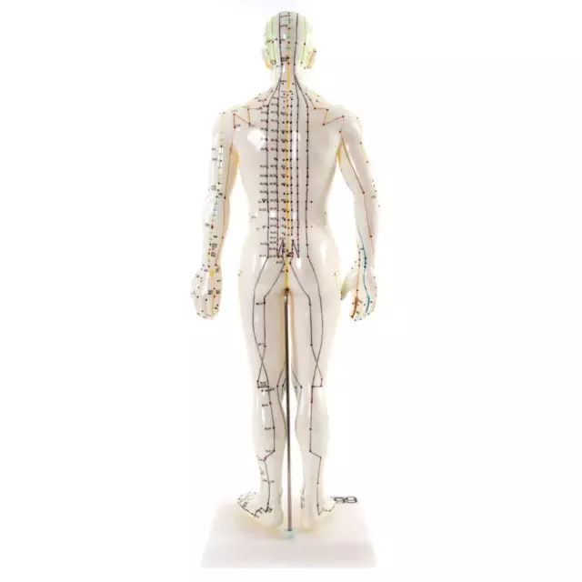 66fit Male Acupuncture Model - 50cm 3