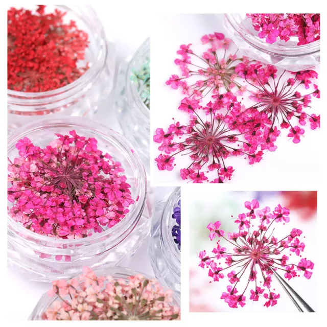 Getrocknete Blumen 3D-Nagelkunst-Dekoration Natürliche Blumen-Trockenblumen- ∑