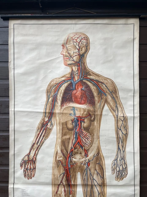 VINTAGE FULL BODY CIRCULATION educational MEDICAL school chart Anatomy ...