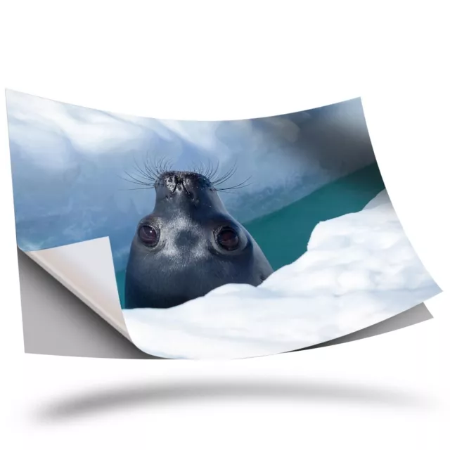 1 x Vinyl Sticker A3 - Weddell Seal in Sea Ice Seals #46414