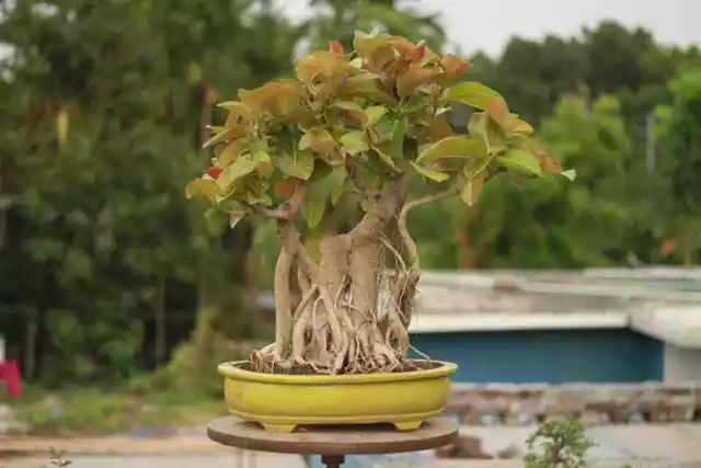 Ficus benghalensis - Banyan / Peepal / Indian Banyan - 500 seeds