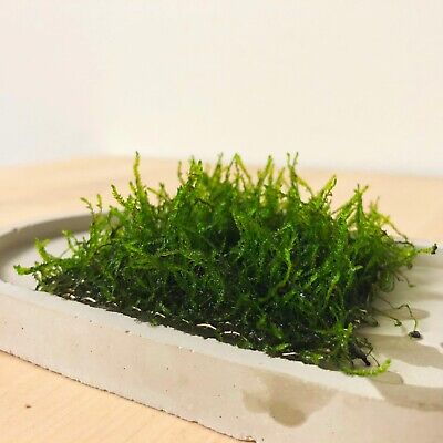 Flame Moss on Stainless Steel Mesh (Live Aquarium Plant)  🌱