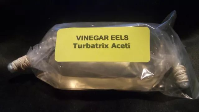 2 OZ EACH MICROWORM - WALTER WORM - VINEGAR EEL CULTURES Fry Food Guppy Betta 2