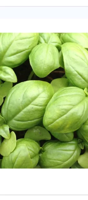 100 Graines de Basilic Géant Vert  non traitées