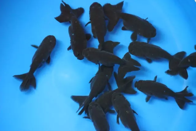 Live Black Ranchu goldfish sm. for fish tank, koi pond or aquarium