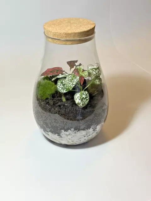 Terrario de plantas/ Jardín en recipiente de cristal/ Ecosistema autosostenible 3