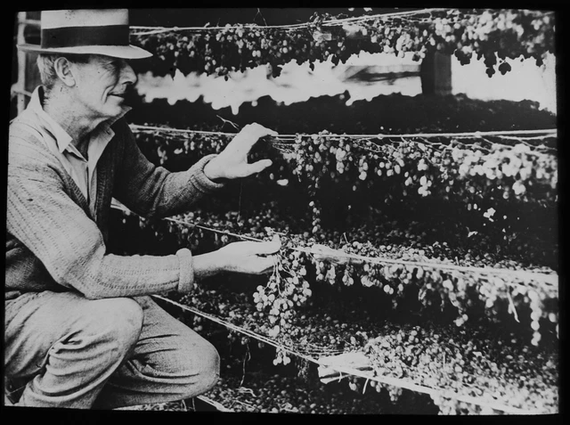 VINTAGE Magic Lantern Slide DRYING SULTANAS AT LOXTON NSW C1949 PHOTO AUSTRALIA