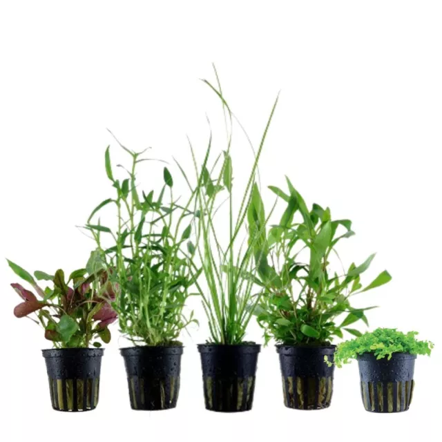 Plantes Ensemble Avec 5 Débutant Pot De Aquarium Aquatiques AquaOne Nr.106