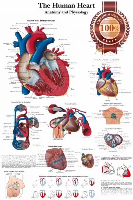 Human Heart Medical Diagram Chart Informational Anatomy Print Premium Poster