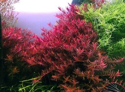 3 Stems rotala Blood Red! live aquarium plants beautiful!!! FREE S/H Rare!!