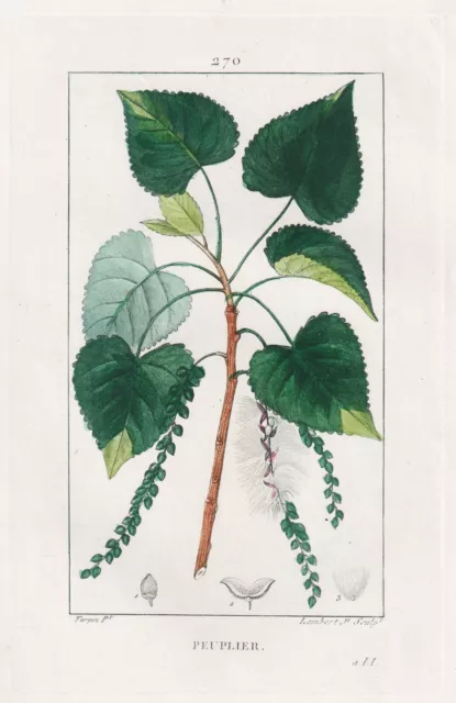 Peuplier Pappel poplar Baum tree Botanik botany Turpin Kupferstich gravure