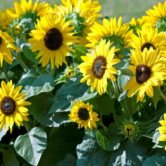 Sunflower Dwarf Sunspot - Appx 40 seeds - Helianthus annuus