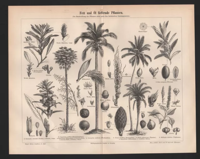 Lithografie 1896 Fett und Öl liefernde Pflanzen. Wachspalme Ölpalme Ölbaum Wachs