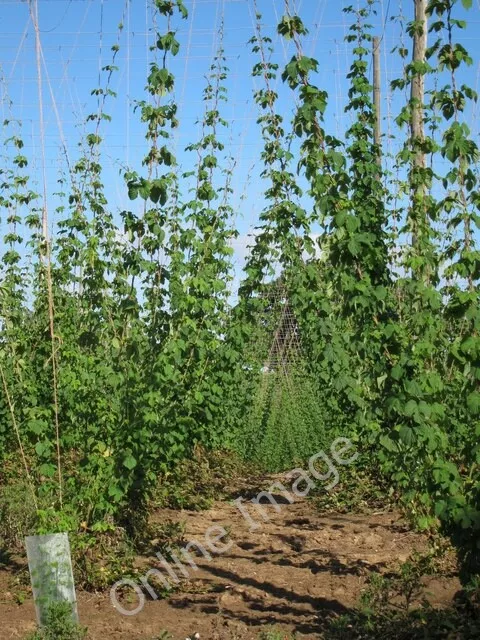 Photo 6x4 Hop field Linkhill  c2011