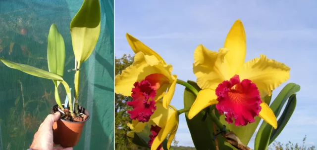 Cattleya (RLC) Alma Kee, Orchidée, Orchid