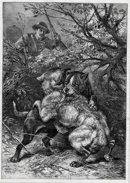 Dog Pit Bull Terrier Fighting Wolf as Hunter Watches, Large 1880s Antique Print