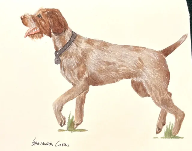 Wire Haired Pointer Original Watercolor Painting by Coen Troting