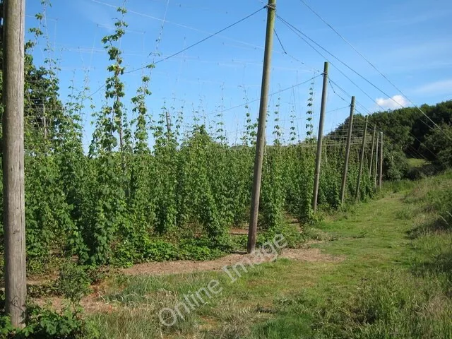 Photo 6x4 Hop field Linkhill  c2011