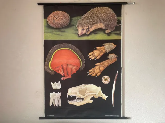 Vintage HEDGEHOG school chart by JUNG KOCH QUENTELL educational wall chart 1963